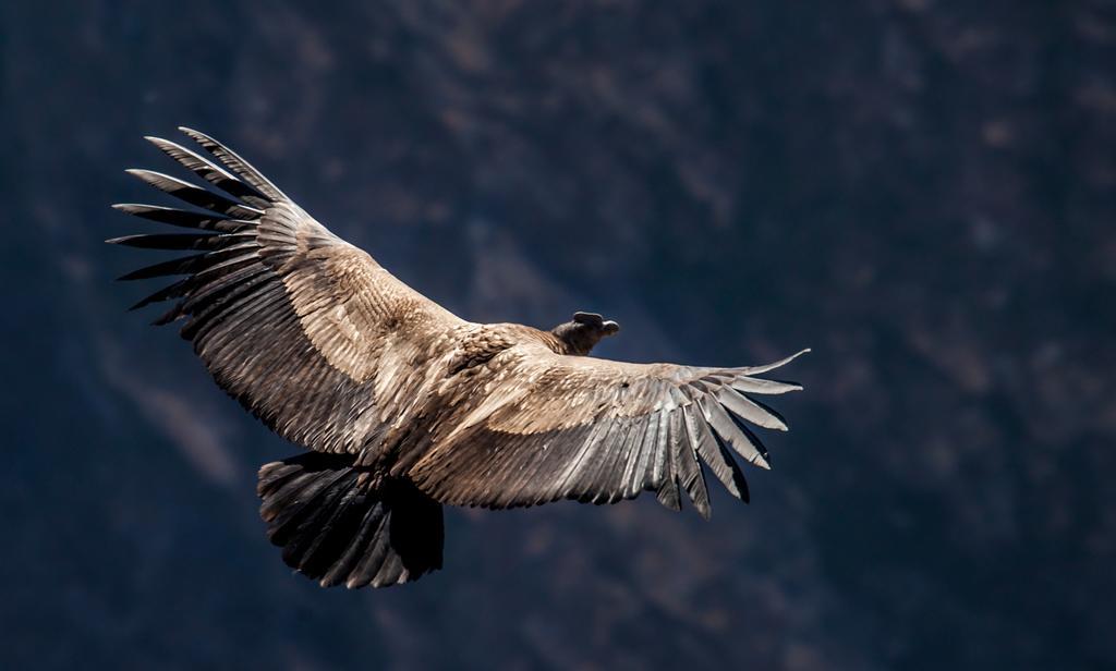 Eco Inn Colca Yanque ภายนอก รูปภาพ