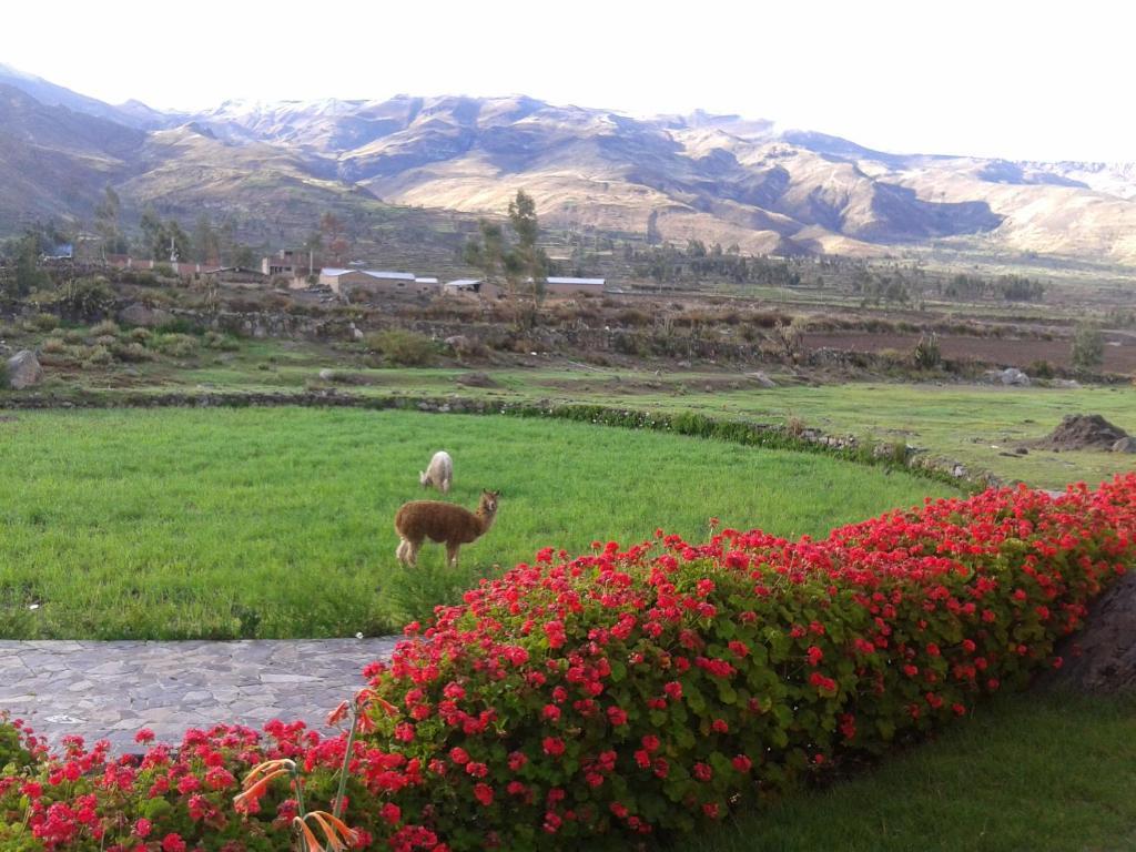Eco Inn Colca Yanque ภายนอก รูปภาพ